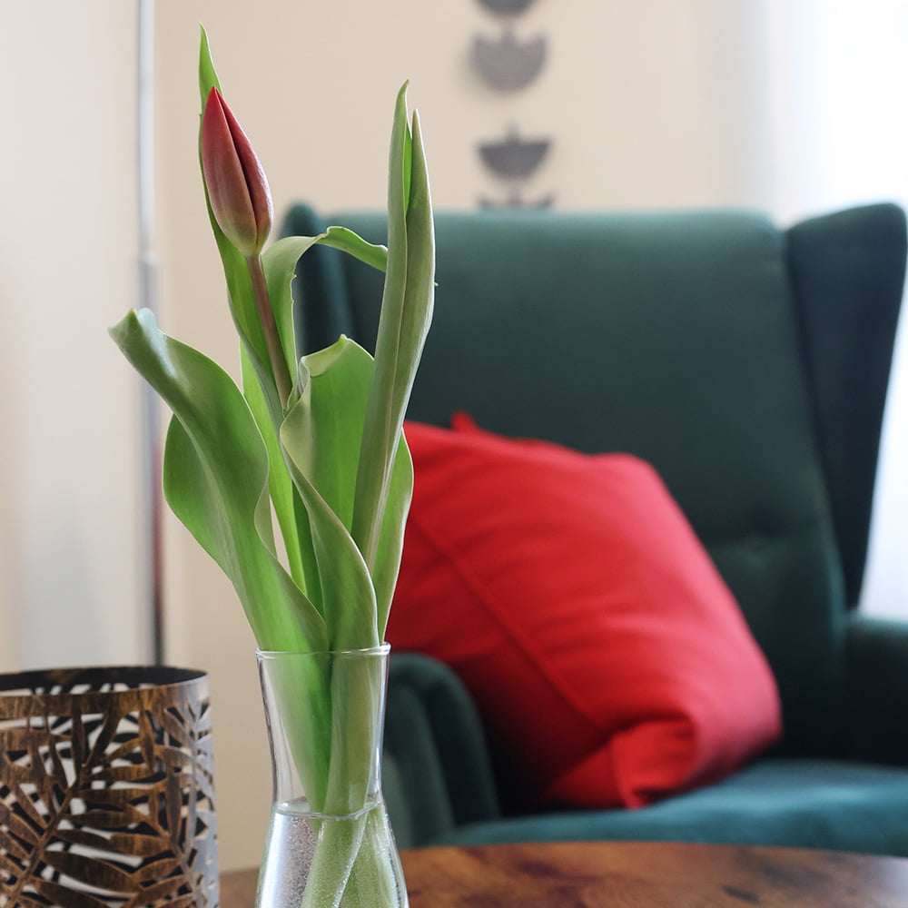 Tulpe in einer Vase auf einem Tisch stehend mit einem petrolfarbenen Samt-Sessel im Hintergrund, auf dem ein rotes Kissen liegt